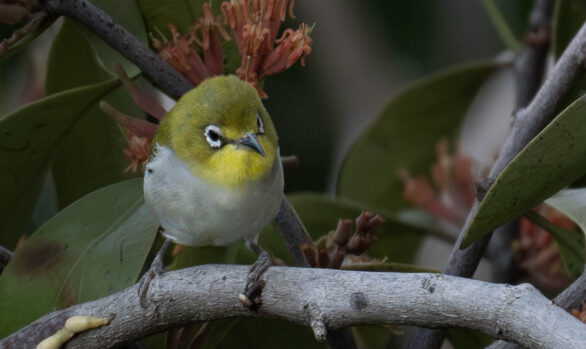 Back Yard Birds - Warbling White-eye